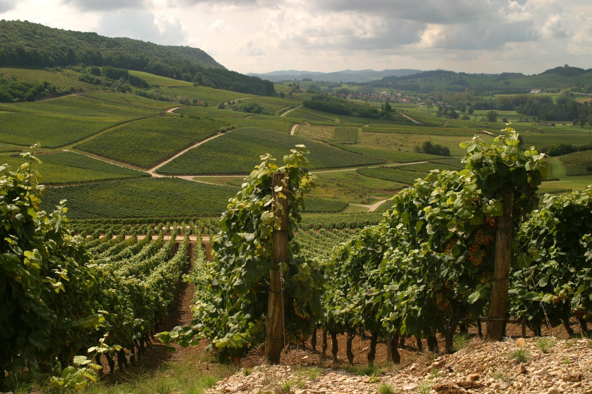 NV Francois Montand Blanc de Blancs Brut, Jura, France | The Wine